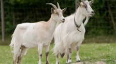 Ciekawe fakty dotyczące zwierząt rolnych